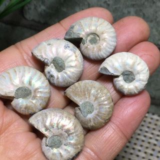 6pc Natural Rainbow Iridescent Ammonite Shell Specimen Madagascar 26g B5104