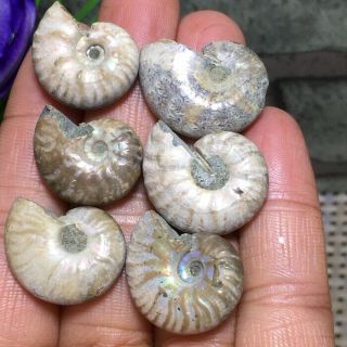 6pc Natural Rainbow Iridescent Ammonite Shell Specimen Madagascar 28g B5103