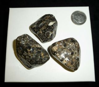 Natural Turritella Agate Fossil Polished Stones Morooco 64 Grams