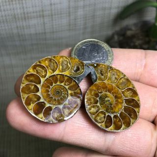 1pair Of Cut Split Pearly Nautilus Ammonite Crystal Specimen Shell Healing A1390