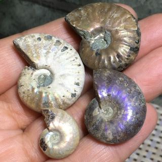 4pc Natural Rainbow Iridescent Ammonite Shell Specimen Madagascar 29g B5057