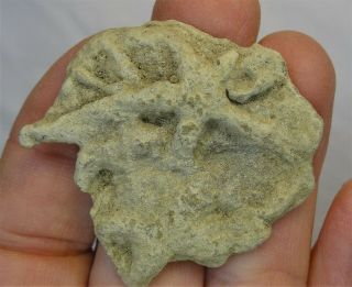 Ichnogenus - Mississippian Period - Double Starfish Cast - Sfc3