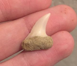 California Fossil Shark Tooth Mako Isurus Planus Bakersfield Miocene Megalodon