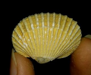 Sea Shell Agatized Clam Fossil,  Bivalve From Java,  Indonesia,  30mm