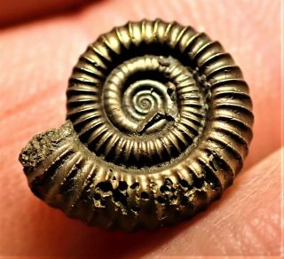 Stunning Small Golden Crucilobiceras 1cm Jurassic Pyrite Ammonite Fossil Jewelry