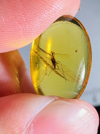 0.  8g Diptera Mosquito Fly Burmite Myanmar Burma Amber Insect Fossil Dinosaur Age