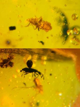 Beetle&cicada Larva Burmite Myanmar Burma Amber Insect Fossil Dinosaur Age