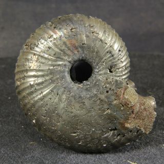 4.  5cm/1.  8in Pyritized Ammonite Funiferites Jurassic Callovian Fossil Russia