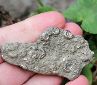 Iron Pyrite Mineral Fossil Ammonite Multi - Bed Jurassic Age,  Lyme Regis Uk