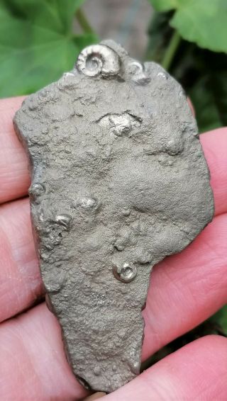 Iron Pyrite Mineral Fossil Ammonite Multi - bed Jurassic Age,  Lyme Regis UK 2