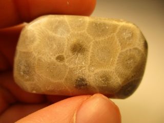 Cyber Hand Polished Petoskey Stone From Michigan
