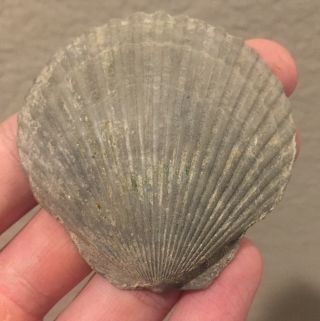 Florida Fossil Bivalve Carolinapecten Jonesorum Pliocene Age Shell Clam