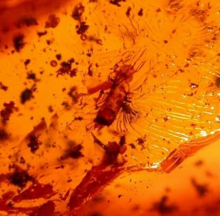 Very Rare Earwig Exuvium,  Beetle In Authentic Dominican Amber Fossil Gemstone