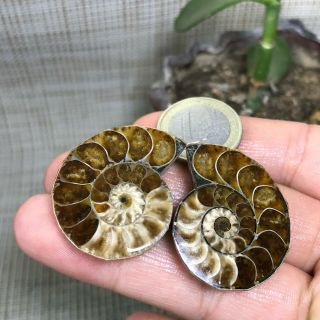 1pair Of Cut Split Pearly Nautilus Ammonite Crystal Specimen Shell Healing A1259
