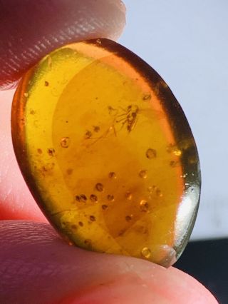 1.  06g Mosquito Fly Burmite Myanmar Burmese Amber Insect Fossil Dinosaur Age