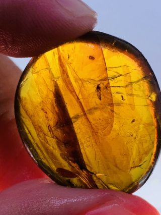 4.  57g Unknown Fly Bugs Burmite Myanmar Burmese Amber insect fossil dinosaur age 2