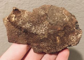Utah Fossil Dinosaur Bone Slab Jurassic 3.  5” Polished Fossil 1.  8 Oz 2