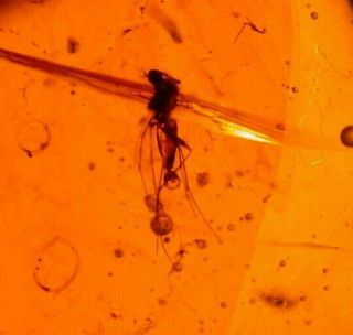 Mycetophilid Fly With Claspers In Burmite Amber Fossil Gemstone Dinosaur Age
