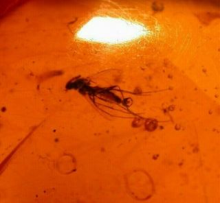 Mycetophilid Fly with Claspers in Burmite Amber Fossil Gemstone Dinosaur Age 2