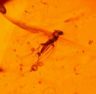 Mycetophilid Fly with Claspers in Burmite Amber Fossil Gemstone Dinosaur Age 3