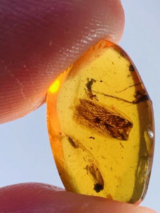0.  71g Unknown Bug Wings Burmite Myanmar Burmese Amber Insect Fossil Dinosaur Age