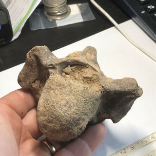 Pleistocene Fossil Bison Vertebra From Texas City Dike,  Texas