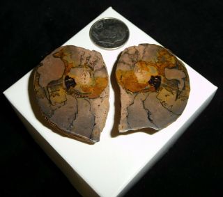 Ammonite Fossil Pairs 25 Grams