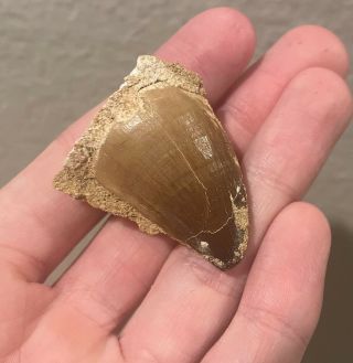 Large Morocco Fossil Mosasaur Tooth Cretaceous Dinosaur Fossil Age