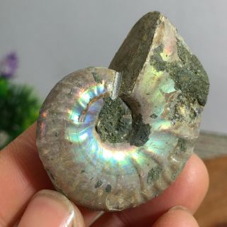 Rainbow Iridescent Ammonite Shell Specimen Madagascar 21g A76