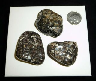 Natural Turritella Agate Fossil Polished Stones Morooco 56 Grams