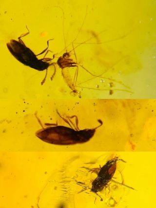 3 Beetle&mosquito Fly Burmite Myanmar Burma Amber Insect Fossil Dinosaur Age