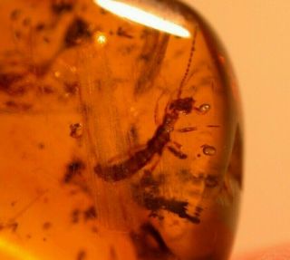 Termite,  Flies,  Beetles In Burmite Amber Fossil Gemstone Dinosaur Age