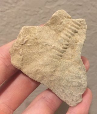 Texas Fossil Ammonite Idiohamites And Bivalve Cretaceous Dinosaur Age Hetomorph