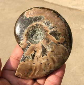 253g A Fossil Of A Fossilized Snail In The Ocean Of Gems A2085