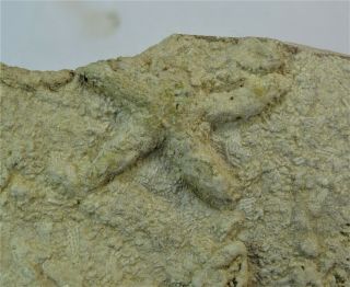 Ichnogenus - Mississippian Period - Starfish Cast - Sfc10