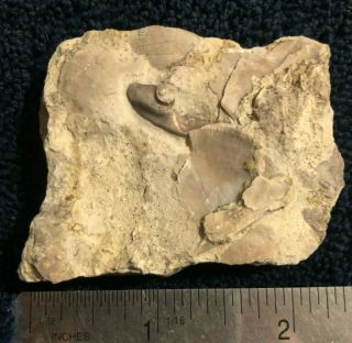 Isotelus Trilobite fossils 2