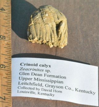 Crinoid Calyx,  Zeacrinites Sp. ,  Glen Dean Formation,  Upper Miss.  Grayson Co,  Ky