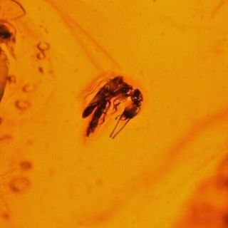 Bethylid Wasp Jaws,  4 Flies In Authentic Dominican Amber Fossil Gemstone