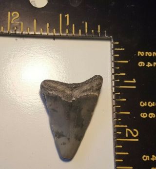 Fossilized Shark ' s Tooth - No Repair - Color 2