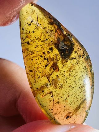 3.  8g Unknown Bugs&feces&sands Burmite Myanmar Amber Insect Fossil Dinosaur Age