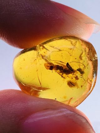 1.  78g Hymenoptera Wasp Bee Burmite Myanmar Amber Insect Fossil Dinosaur Age
