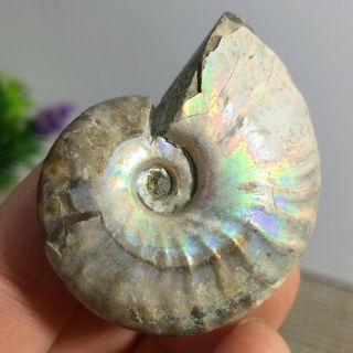 Rainbow Iridescent Ammonite Shell Specimen Madagascar 21g A328