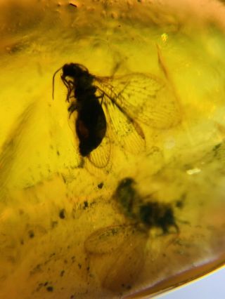 2 Neuroptera Fly Lacewing Burmite Myanmar Burma Amber Insect Fossil Dinosaur Age