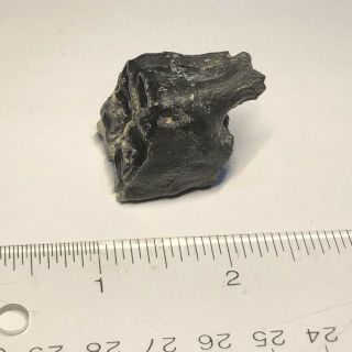 Ice Age Pleistocene Fossil Equus Horse Upper Tooth From Tampa Bay Florida