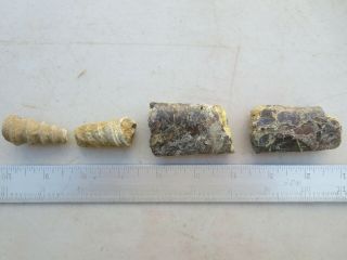 288 Baculite And Gastropod Fossils.  From Closed Old Time Rock Shop