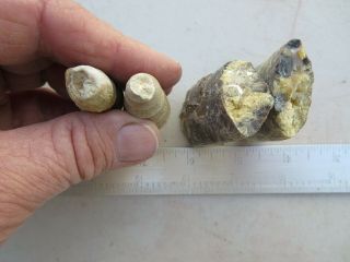 288 BACULITE AND GASTROPOD FOSSILS.  FROM CLOSED OLD TIME ROCK SHOP 3