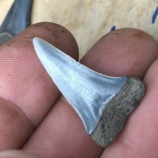 Fossil Mako Shark Tooth Miocene Age From Hoevenen Belgium 2