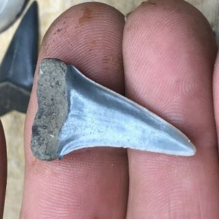 Fossil Mako Shark Tooth Miocene Age From Hoevenen Belgium 3