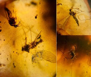 4 Mecoptera Scorpion Fly Burmite Myanmar Burma Amber Insect Fossil Dinosaur Age