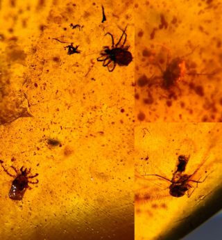 3 Tick&unknown Fly Burmite Myanmar Burmese Amber Insect Fossil Dinosaur Age